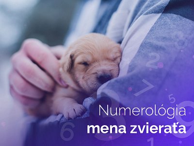 Numerológia mena zvieraťa